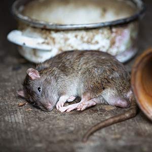 Our 24 hour Rat Controllers in Fulham SW6 will advise you on the best way to get rid of Rats according to the results of the Rat Control Survey.