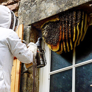West London Bee Nest Removal & Relocation Services for Homes & Business Premises