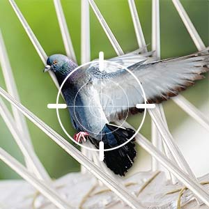 Bird Control for Commercial Buildings in Gunnersbury Park W3