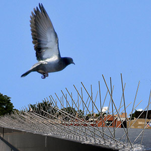 Are Bird Spikes the right choice for your property and will they provide a long-term and effective solution? What is attracting the birds in the first place? 