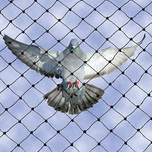 Our Bird Netting techniques provide the ultimate solution to keep the bird pests away and are known to be one of the cheapest bird control methods available in the UK.