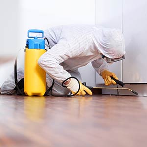 Our pest control team will control the Bed Bug infestation in your property through isolation, heat treatment and by disposing of contaminated items in your household.
