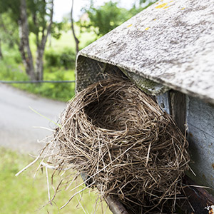 Humane Bird Nest Removal Services for Homes & Businesses across West London