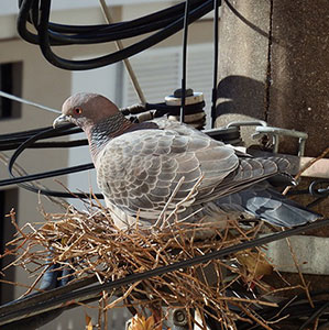 Call our Pigeon Control team for guidance on how to get rid of Pigeons from your home or business premises anywhere throughout West London, Twickenham or Kingston.