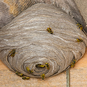 On Time Pest Control offers 24 hour Wasp Nest Removal Services for houses and business premises throughout West London, South West London, Twickenham, Kingston and Richmond