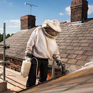 Our Wasp Nest Removal experts will also provide useful guidance on how you can prevent Wasp Infestations in the future.