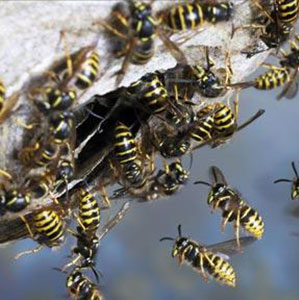 Looking for a trained professional pest controller to help you get rid of Wasps or Bees? Take action to control the pests in your residential or commercial London property.